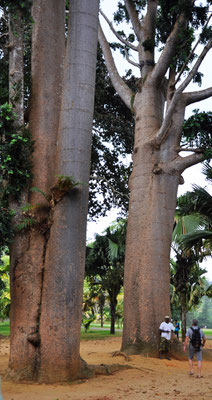 Botanischer Garten Peradeniya