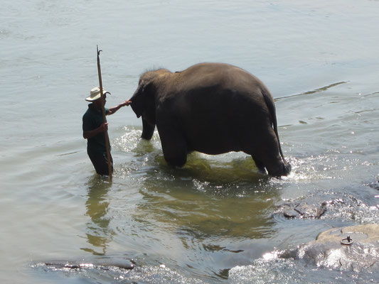 Elefant beim Baden