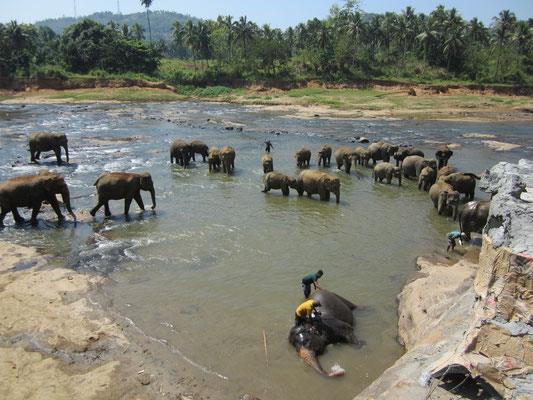 Pinnawela, badende Elefanten