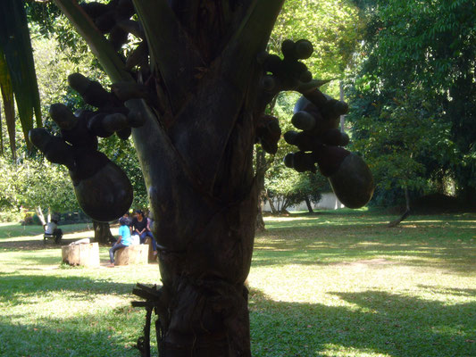 Botanischer Garten von Peradeniya