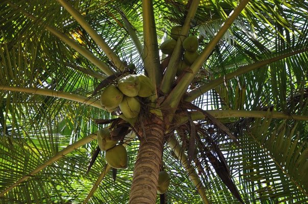 Kokospalme