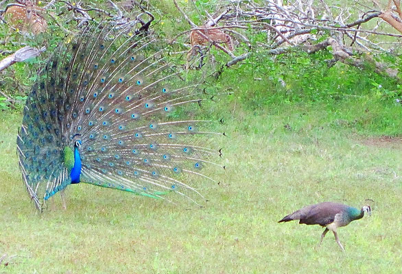 Pfaue im Yala Nationalpark