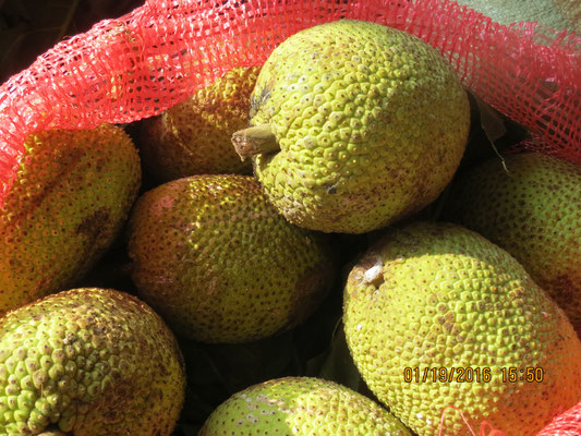 Durian von Europäern auch Stinkfrucht genannt