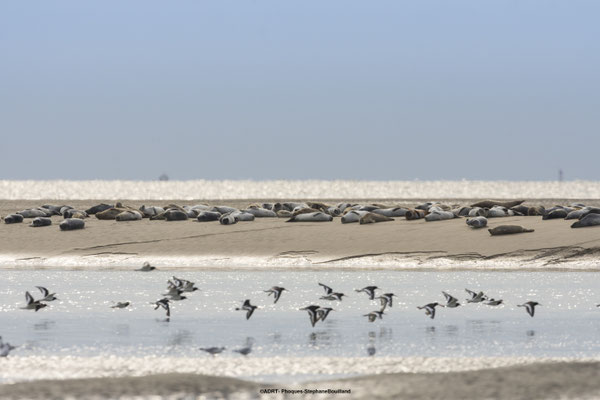 Baie de Somme