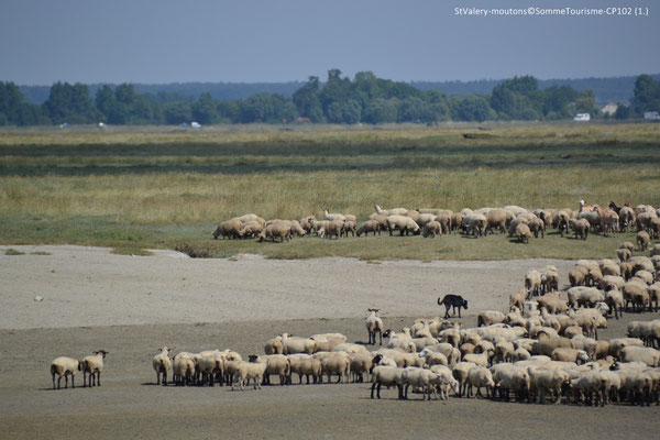 baie de somme