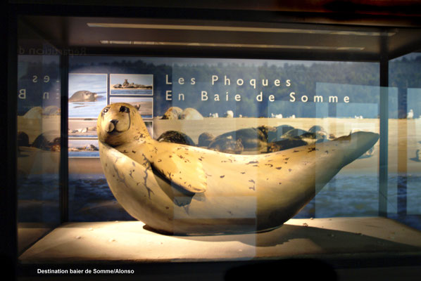 Baie de Somme