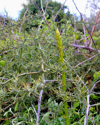carex variegata morrowii Carex morrowii Goldband main image 0