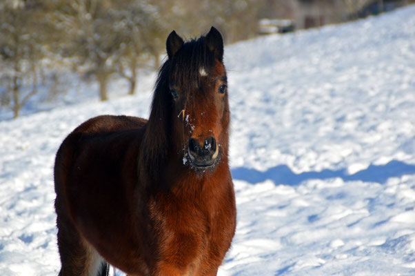 Dartmoorpony Wayana war 2019 Championatsfohlen 