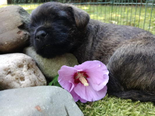 Ada liebt - cairntypisch - Steine. Hier geschmückt vom Kinderbesuch.