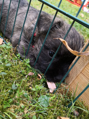 Amanda - immer gern an der Wurfkiste.