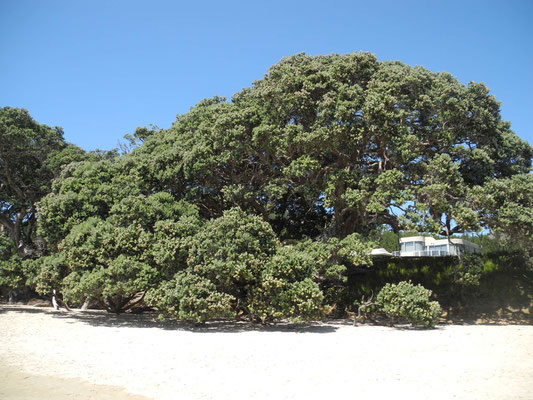 Pohutukawa!