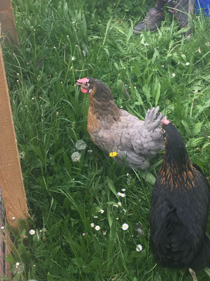 unsere 2 Hühner
