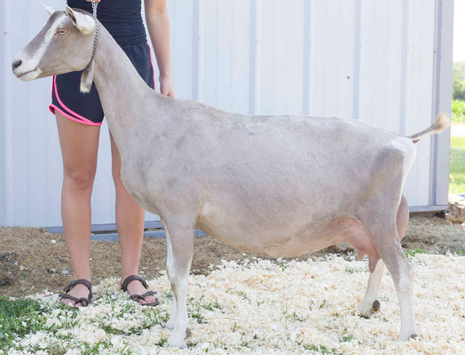 GCH RPS Acres Vera (Paternal Granddam)