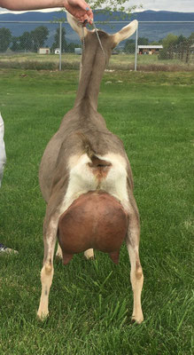 Paternal Granddam: GCH Moss-Ridge Javamint