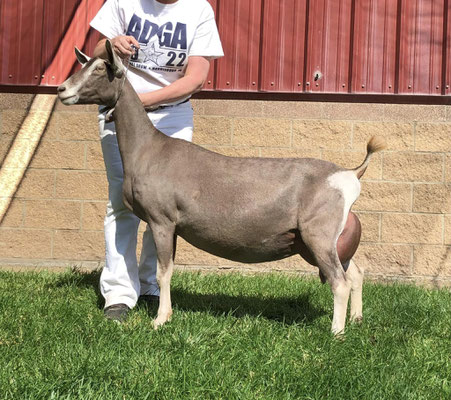 Caliber Daughter (Paternal Aunt): CH Moss-Ridge Cal's J-Vanna EX93 @ 2