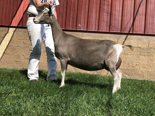 Caliber Daughter (paternal Aunt): CH Moss-Ridge Cal's Jury EX90 @ 2