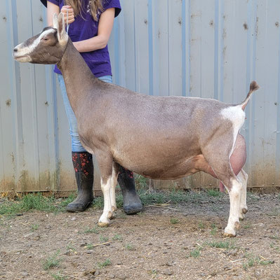 GCH Royal Cedars Amelie Audrey EX93 (Maternal half sister)