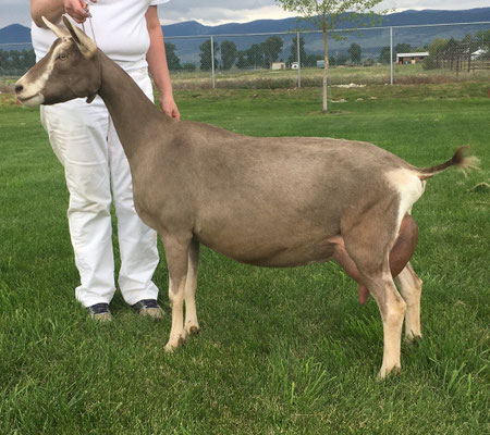Paternal Granddam: GCH Moss-Ridge Javamint EX92