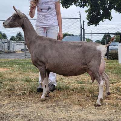 GCH Royal Cedars Ariel Amelie @10 years old