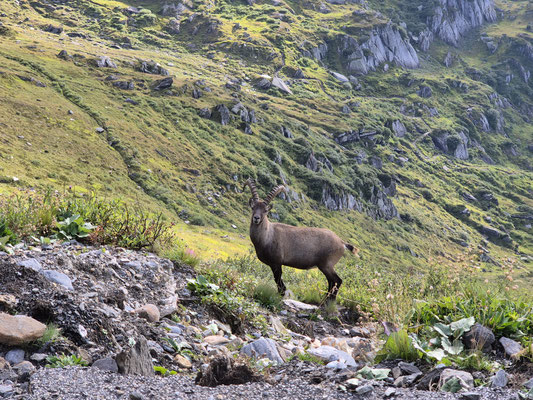Steinbock, Griesgletscher, Nufenenpass, Kanton Wallis, Schweiz
