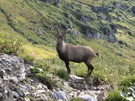 Steinbock, Griesgletscher, Nufenenpass, Kanton Wallis, Schweiz