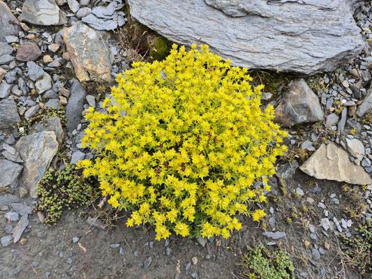 Mauerpfeffer, Griesgletscher, Nufenenpass, Kanton Wallis, Schweiz