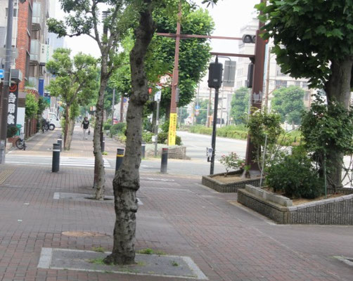 歩道中央部に街路樹