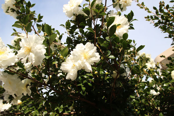 山茶花（11月）