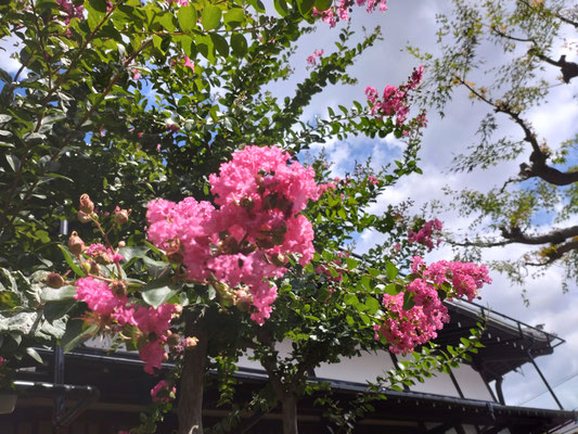 百日紅（8月）