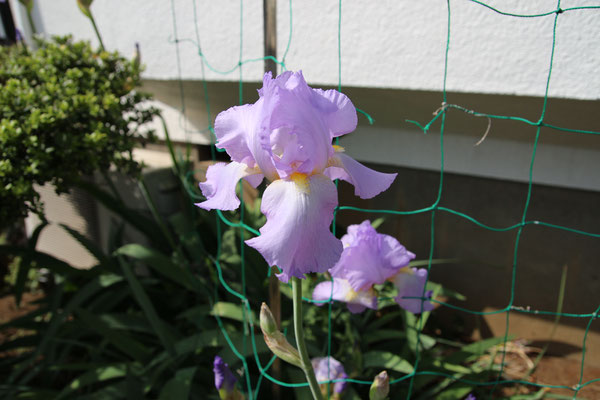 （4月）
