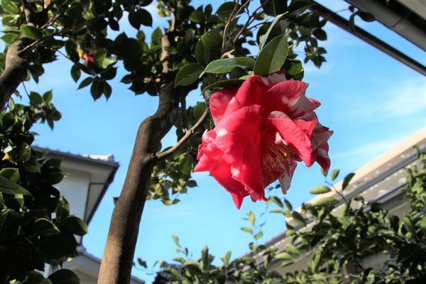 椿（12～2月）