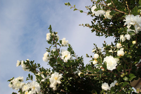 山茶花（11月）