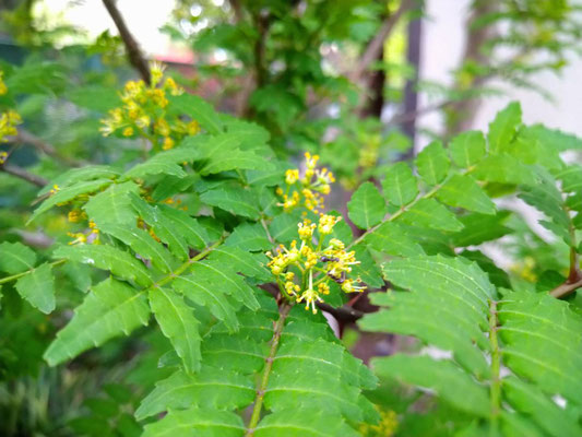 山椒の花とありんこ（4月）