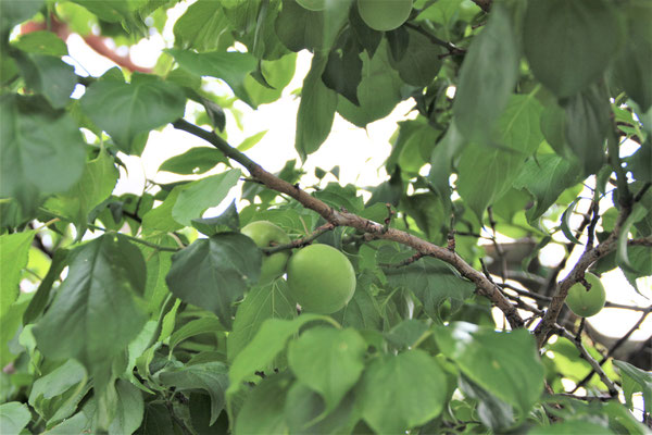 梅（5月～6月）