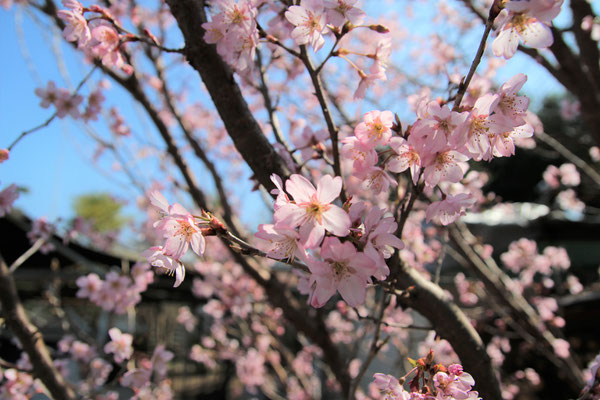 啓翁桜（3月）