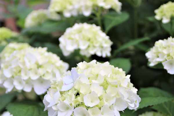 紫陽花（5～6月）