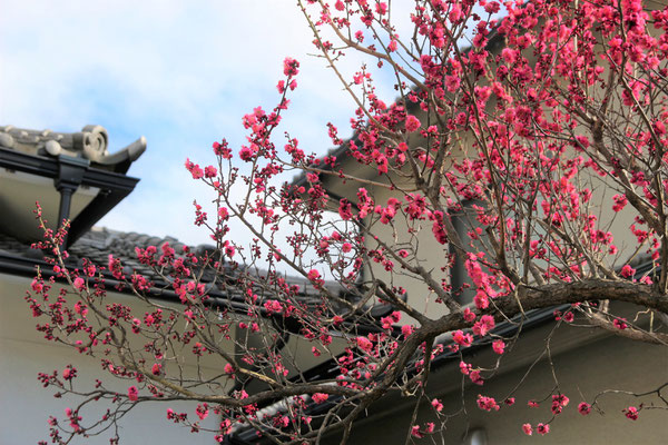 紅梅（2～3月）