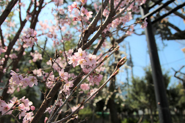 啓翁桜（3月）