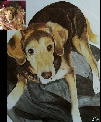 Hundeportrait als Farbzeichnung nach der Vorlage von einem Foto