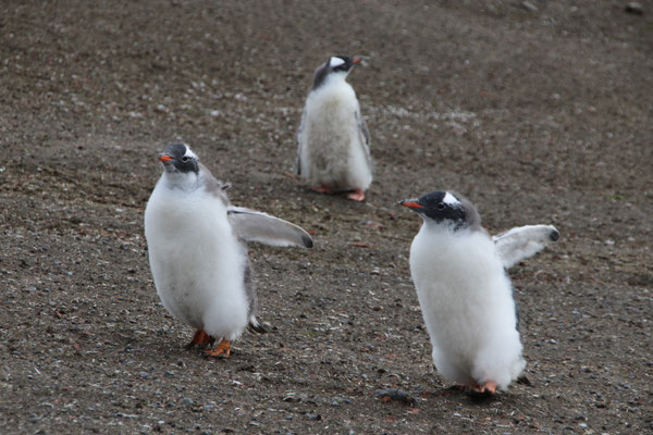 Pinguin Baby´s am laufen