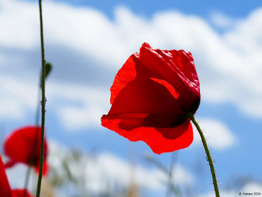 Mohn 30