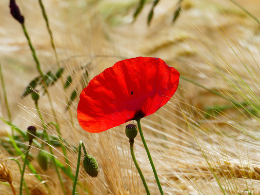 Mohn 33