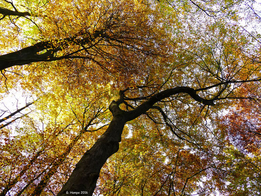 Herbstwald 11