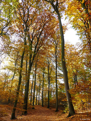 Herbstwald 19