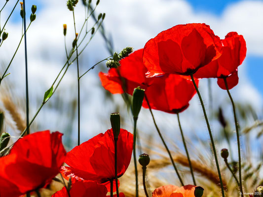 Mohn 21