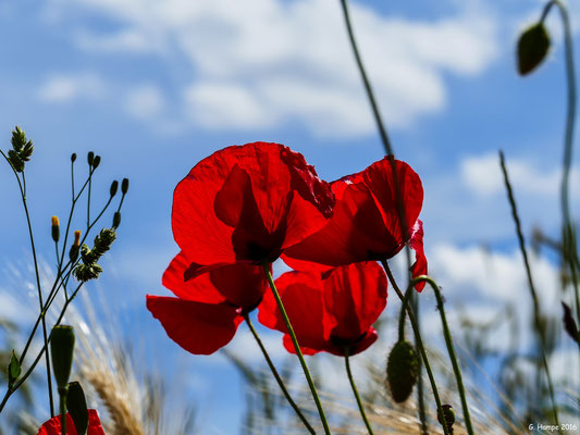 Mohn 29