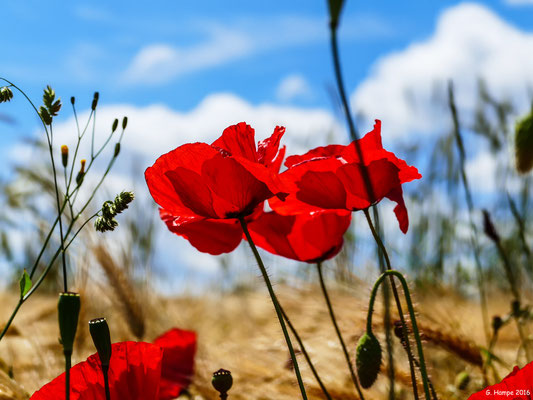 Mohn 9