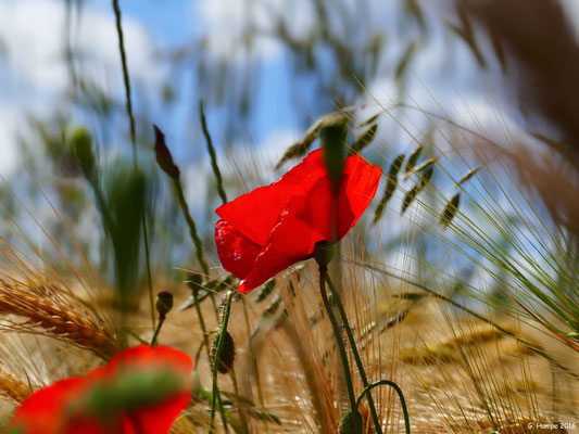 Mohn 6