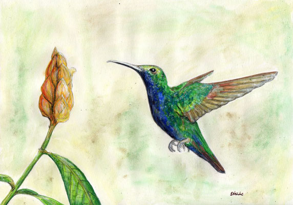 Kolibri, A4 Aquarellmalerei 146,- Euro