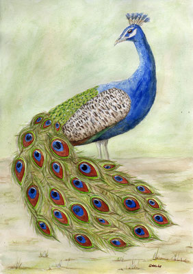 Pfau, A4 Aquarellmalerei 146,- Euro